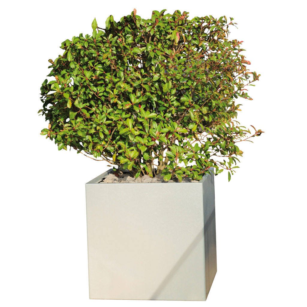 Busch im isloierten Pflanzkasten Duplex aus Edelstahl gepflanzt