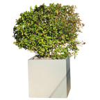 Busch im isloierten Pflanzkasten Duplex aus Edelstahl gepflanzt