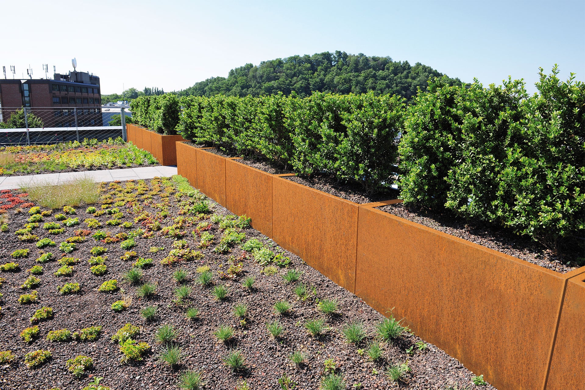 Hecke aus Corten Pflanzkübeln Clarus als Abgrenzung